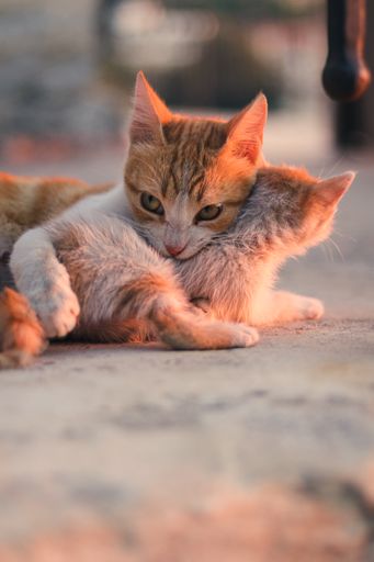 A vertical shot of two cute cats