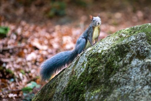 A shallow focus of a Sciurus vulgaris Orientis, Rodent on a moss rock with blurred leaves in the park