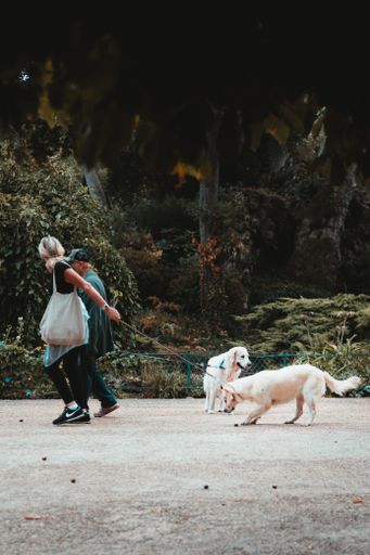 A vertical shot of two women walking with dogs in a park
