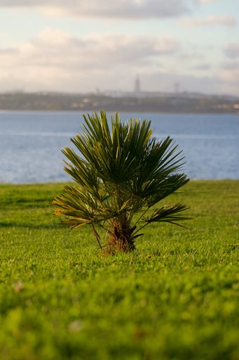 A vertical shot of a European fan palm tree on a field near a lake