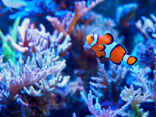 A closeup shot of a clownfish swimming in an aquarium