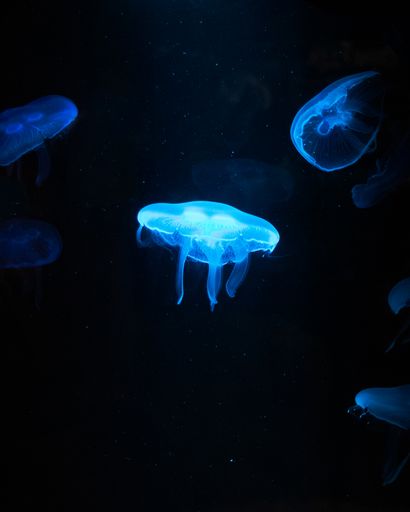 A vertical shot of illuminated blue jellyfish in dark water