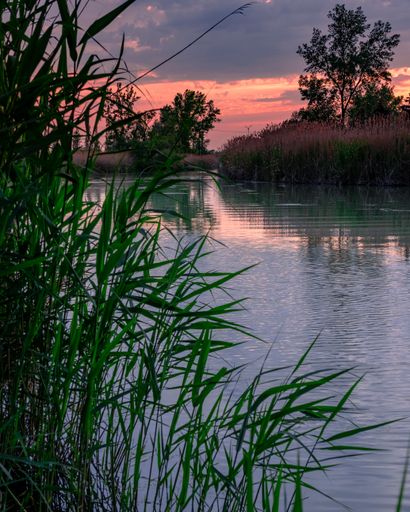 A vertical shot of reeds near a lake on the sunset sky background