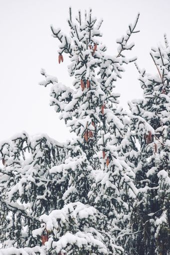 A closeup of trees covered in snow in the forest in Slovakia