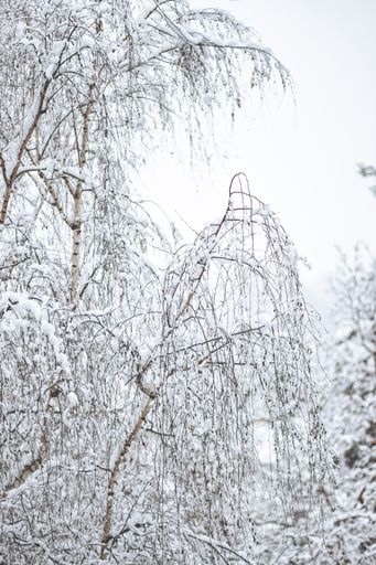 A closeup of trees covered in snow in the forest in Slovakia