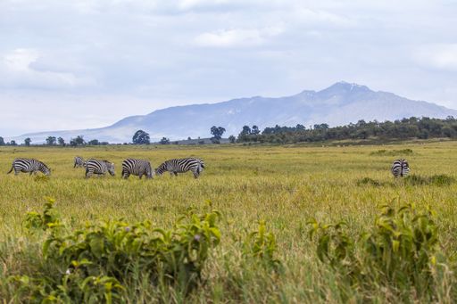 Several zebras grazing in Naivasha Hells Gate National Park, Kenya