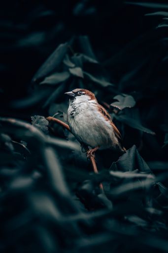A vertical selective focus shot of a beautiful house sparrow bird in the Teutoburg Forest