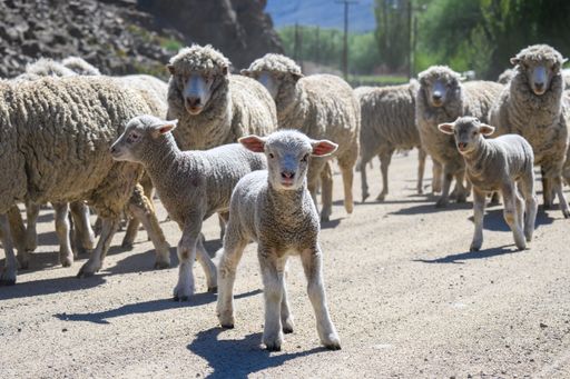 A white cute baby sheep with their mothers and heed of sheep on a sunny day