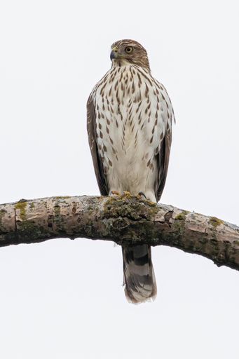 A vertical shot of an eagle on a branch of a tree