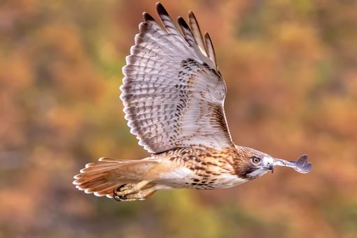 A closeup shot of an eagle in flight