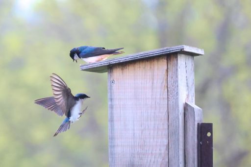 A selective focus shot of Tree Swallows (North American)