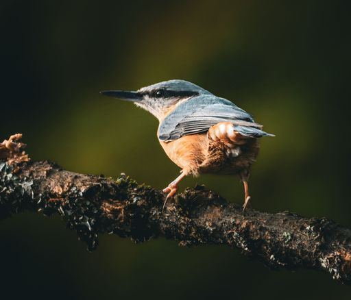 A close-up of a nuthatch perched on a branch with a blurred green background, showcasing its colorful plumage.