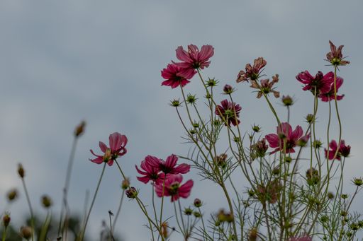 A low angle shot of blooming pink flowers in the evening