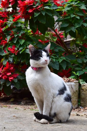 A vertical shot of a cute black and white cat in front of a shrub with red flowers