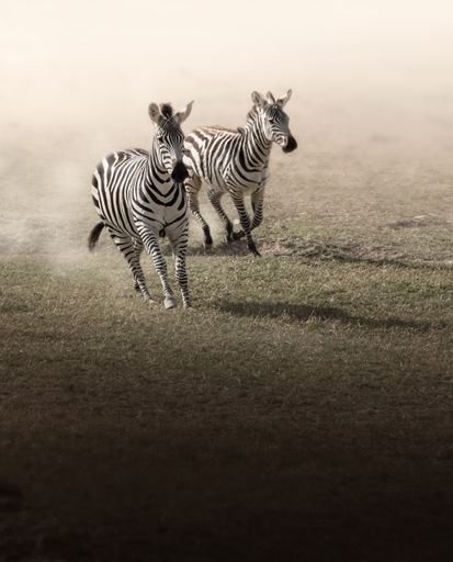 The vertical shot of the two zebras running to a camera