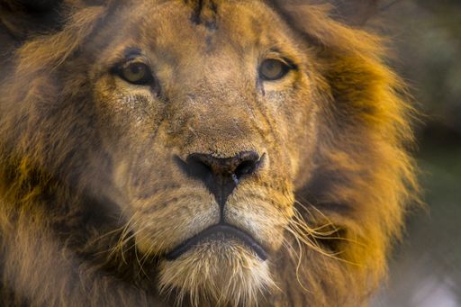 A closeup shot of a male lion in an animal orphanage in Kenya