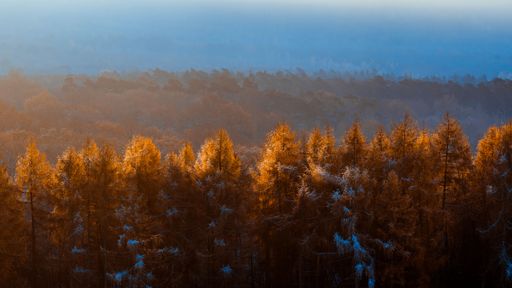 A serene autumn forest with golden trees under a misty blue sky.
