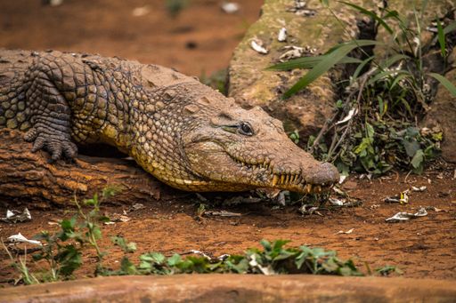 A beautiful shot of a crocodile in the animal orphanage in Nairobi, Kenya