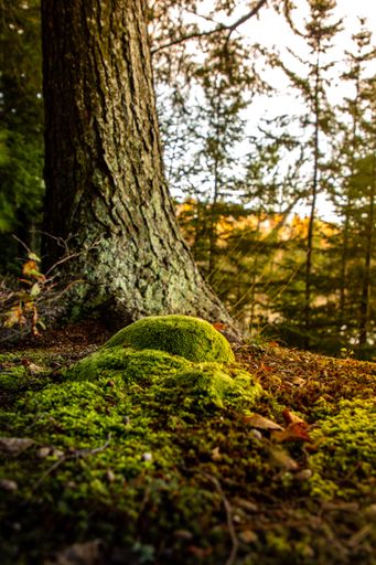 A vertical shot of a trunk of a tree in a forest during the day