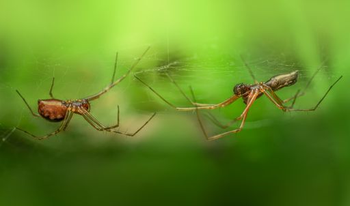 The macro shot of the spiders isolated on a green background