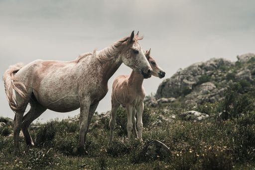 A mare and foal stand gracefully on a rocky hillside under a cloudy sky, showcasing the beauty of wildlife and nature.