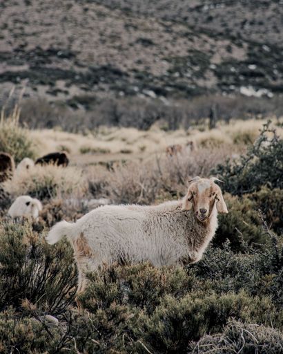 A goat standing in a rugged landscape, surrounded by bushes and a mountainous backdrop, showcasing rural life and nature.