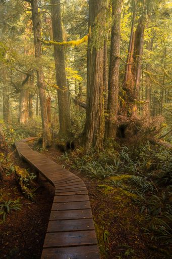 A vertical shot of a narrow wooden walkway in a forest covered in greenery under the sunlight