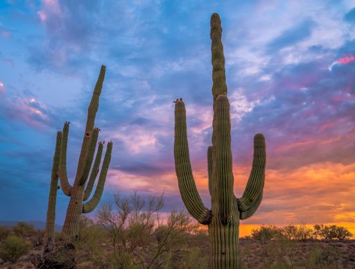 A mesmerizing shot of the sunset sky over the cactus plants growing in a desert
