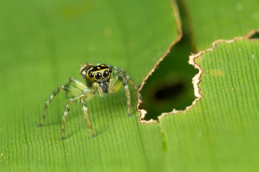 A closeup shot of a spider on the green leaf