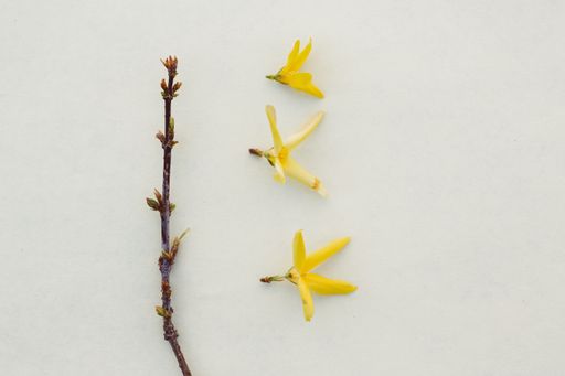 A high angle shot of forsythia flowers and a thin branch on a white background