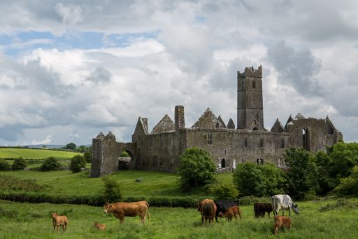 The ancient Quin Abbey ruins and a calf grazing in a field on a cloudy day