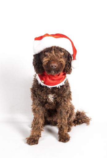 Poodle type dog sitting in a studio wearing a red santa hat and festive christmas bandana