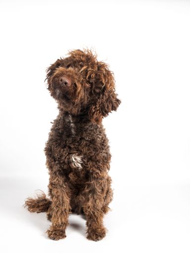 Brown curly haired poodle dog sitting on white background looking upward with attentive eyes