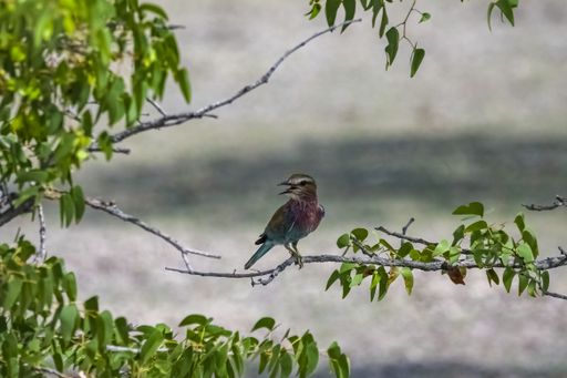 Lilac-breasted roller, Coracias caudatus, colorful bird in Namibia