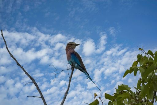 Lilac-breasted roller, Coracias caudatus, colorful bird in Namibia