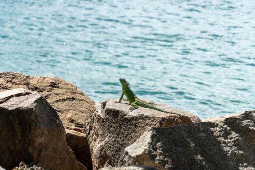 A green iguana basking on rocks by the sea under bright sunlight, showcasing natural wildlife in a coastal setting.