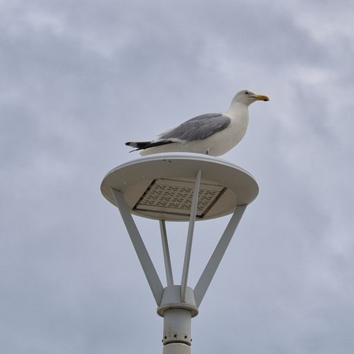 A low angle shot of a seagull perched on a street lamp