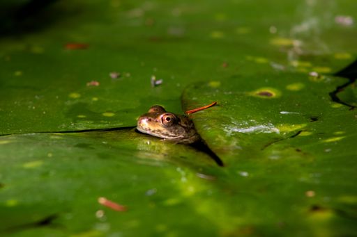 A selective focus shot of a frog hiding under lily pads in the pond