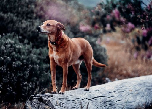 A beautiful brown Rhodesian Ridgeback dog in the wilderness