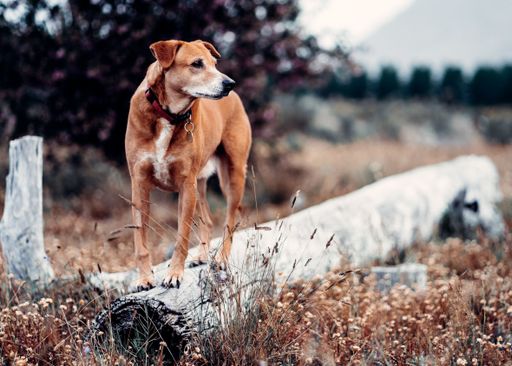 A beautiful brown Rhodesian Ridgeback dog in the wilderness