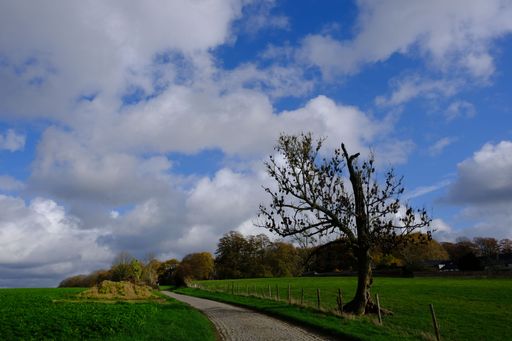 A serene rural landscape with a solitary tree and a winding path under a partly cloudy sky.