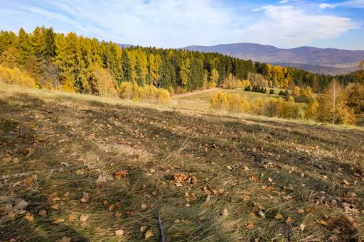 Autumn forest in warm golden tones with a mountain range in the background under a partly cloudy blue sky.