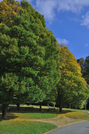 A serene park scene with lush green trees and a clear blue sky, capturing the essence of a peaceful outdoor environment.
