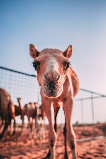 A vertical shot of a curious camel in a cage in the desert looking straight into the camera