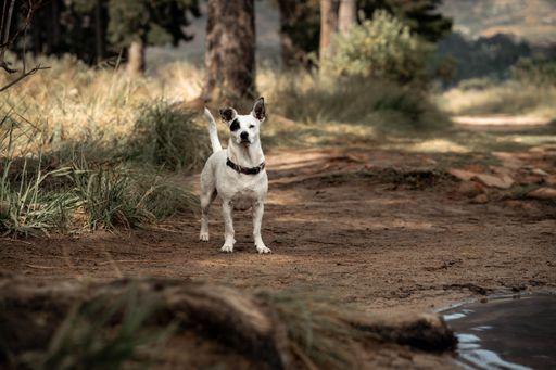A small dog stands alert on a dirt path surrounded by lush greenery in a forest setting.