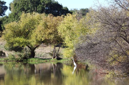A serene pond with lush green trees and a white egret reflecting in the water, capturing a peaceful natural scene.