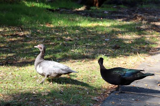 Muscovy ducks strolling through a green park setting