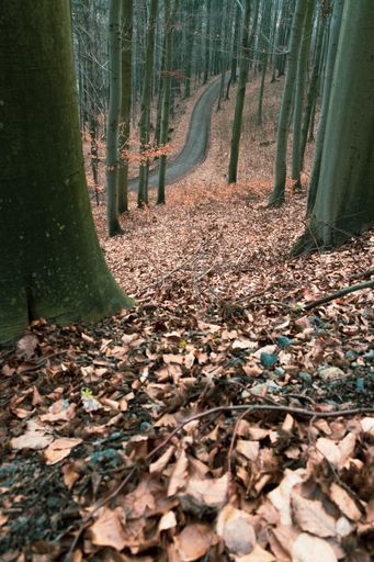 A vertical shot of the road passing by the forest.
