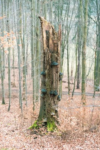 A vertical shot of the old tree trunk with mushrooms.