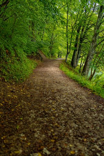 A vertical shot of a beautiful forest with a narrow walkway surrounded by lush greener